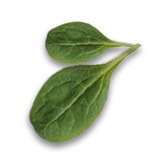 leaf22.png